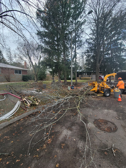 Foster Tree Care crew feeding brush into a chipper truck during a clearing job