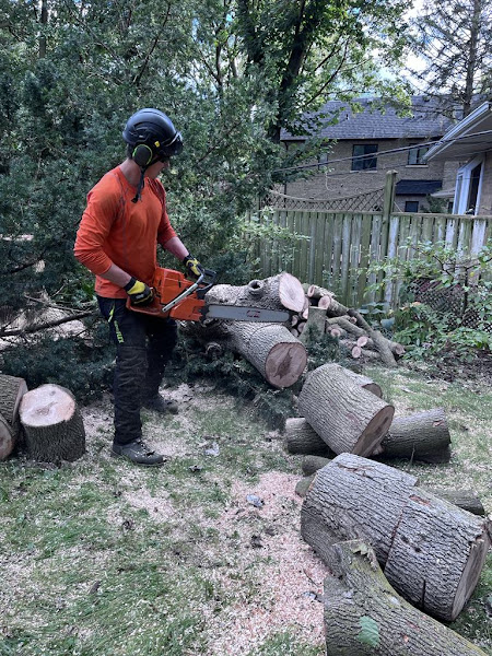 Foster Tree Care crew member in full safety gear running a chainsaw on-site