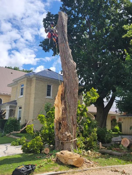 Foster Tree Care climber at the top of a large dead trunk being removed near a stone house
