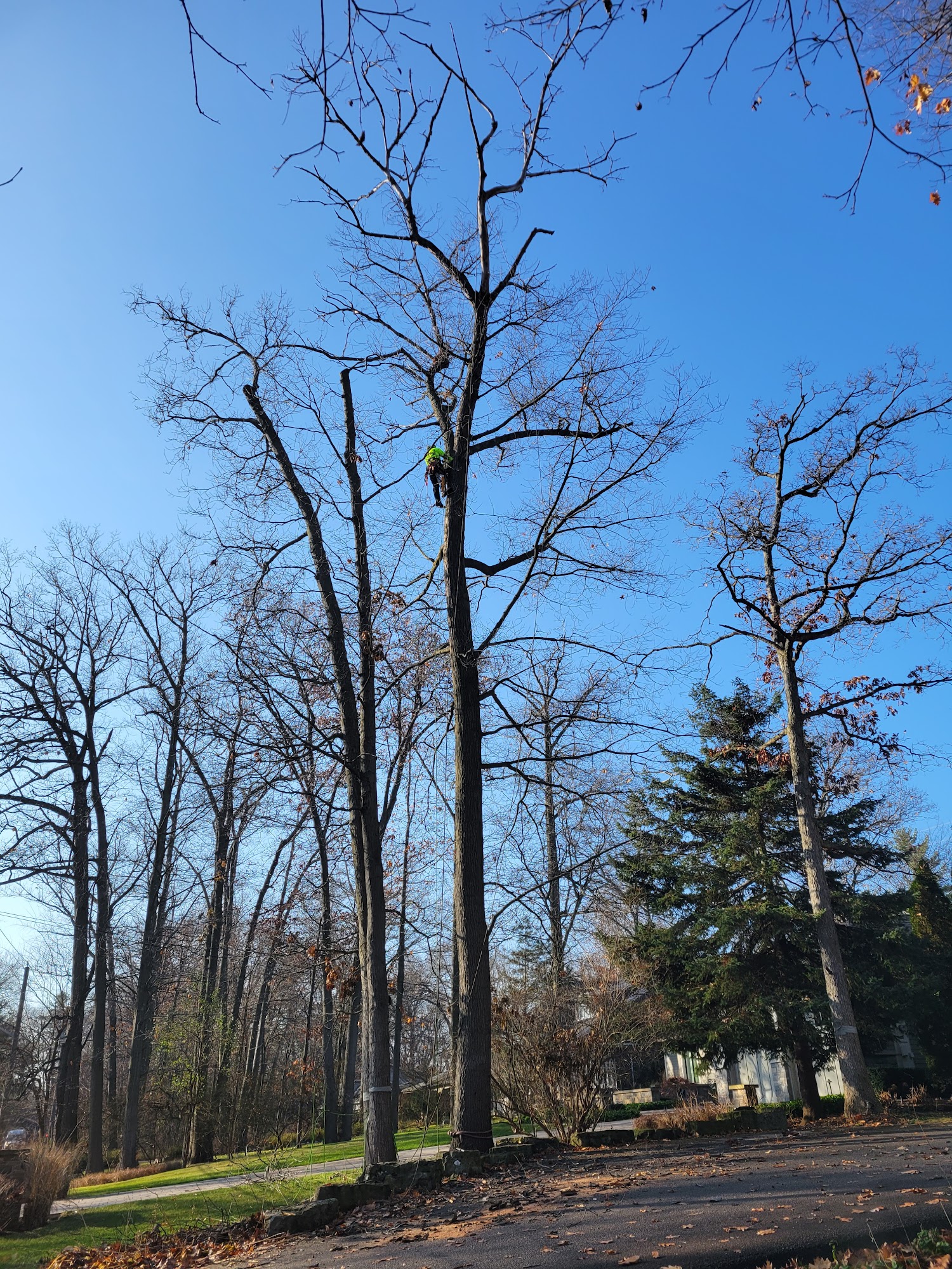 Foster Tree Care arborist climbing high in a tall tree against a clear blue sky in a Mississauga neighbourhood